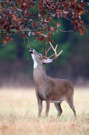 accidents caused by deer